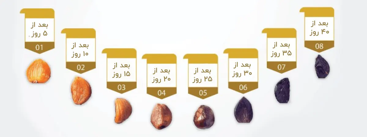 مراحل فرآوری سیر سیاه